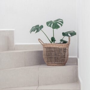 Plant Basket